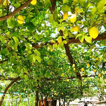 Agriturismo Nonno Luigino Farm stay Vico Equense